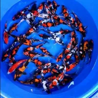 koi 3 calor warna ikan hias kolam aquarium air tawar murah