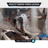 Burung Perkutut Bangkok Dewasa Pantauan Bunyi