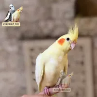 Falk jinak / Cockatiel / Parkit Australia / Burung Falk