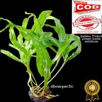 kadaka Trident-microsorum aquascape sudah pakai media wabikusa