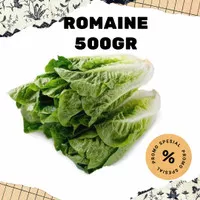 Romaine lettuce sayur segar selada romaine