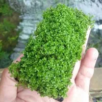 hemianthus cuba lempeng pakis tanaman karpet aquascape