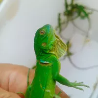 mainan iguana green baby