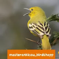 burung cipo sirtu prospek dewasa Voer total bunyi