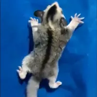 sugar glider joey