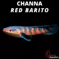 Channa Maru Red Barito Grade A Progresan chana
