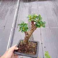 bonsai jadi korea micro/mangkok