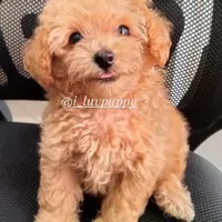 anjing red toy poodle jantan