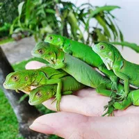 baby iguana green murah