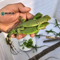 baby green iguana hiasan terrarium