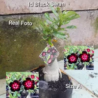 Tanaman Adenium Bunga Tumpuk id Black Swan, Size A
