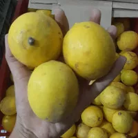 lemon california lokal fresh