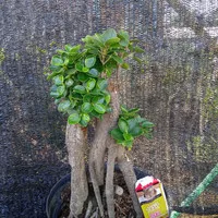 bonsai beringin korea micro/mangkok