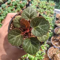 Begonia saxifraga stolonifera "strawberry / Terrarium / Tanaman hias
