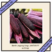 Benih Jagung Ungu JANTAN F1 isi 15 biji