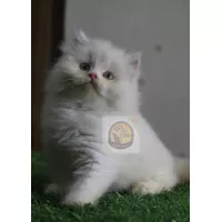 Kucing Persia Flatnose White Solid Long Hair Jantan dan Betina