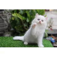 Kucing persia kitten persia flatnose jantan