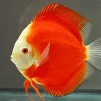 discus red melon / red melon discus / ikan discus / diskus / diskas