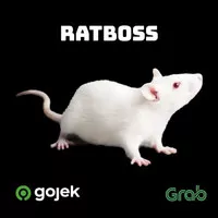 rat pingkies 0-10 gr tikus putih tiput bukan mencit / asf