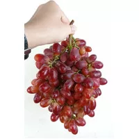 Anggur Crimson Sweet Red Seedless Grapes IMPORT 1 kg