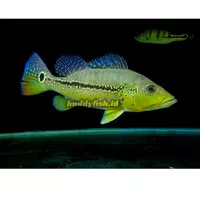 Peacock Bass Xingu