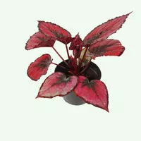 Tanaman Hias Begonia T-rex 'red ruby' | Tanaman Begonia Rex