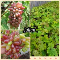 bibit anggur julian import stek batang