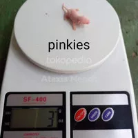 Tikus putih mencit ukuran pinkies