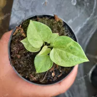 anthurium hookeri variegata