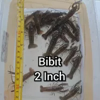 Bibit Lobster Air Tawar Red Claw Size 2 Inch