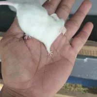 hoot sale tikus putih mencit afkir bukan rat terjamin