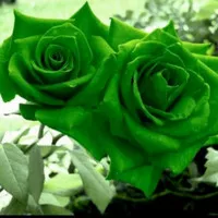 tanaman hias mawar bunga hijau