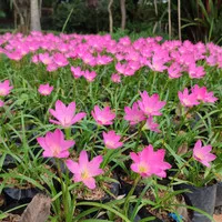 tanaman hias bunga tulip pink - kucai tulip pink