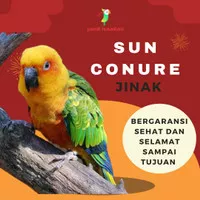 burung sun conure jinak