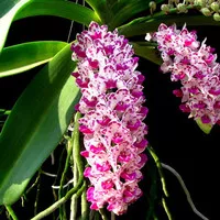 Remaja anggrek Rhynchostylis gigantea