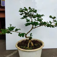 Bibit bonsai sancang sdh berakar