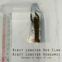 Bibit Lobster RED CLAW, Lobster Air Tawar Konsumsi 2 inch up | HIDUP