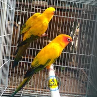 Burung Sun Conure Sepasang Induka Non DNA