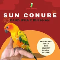 burung sun conure usia 2 bulanan jinak high yellow