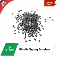 ( 1 Kg ) Benih Oyong Gambas Lokal