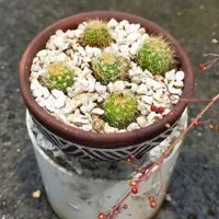 bibit kaktus echinopsis baby ownroot