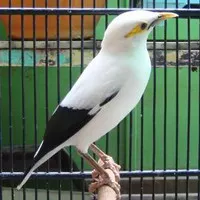 burung jalak putih istimewa