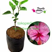 Tanaman Bunga Sepatu Import Hibiscus Pink Tumpuk