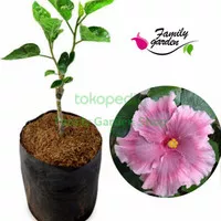 Tanaman Bunga Sepatu Import Hibiscus Pink Sunset