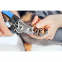 Gunting Kuku Anjing