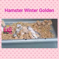 Hamster golden mix