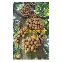 Bibit tanaman buah kepel kepel terlaris