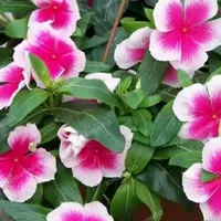 bibit tanaman bunga vinca white pink