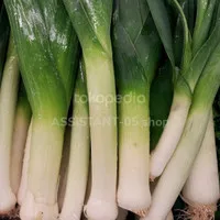 Leek import daun bawang import -+300gr 1 pcs