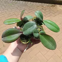 Pra Remaja Anggrek Bulan/ Phalaenopsis hybrid murah